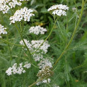 Yarrow (Common)