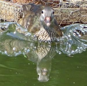 Mandarin Duck