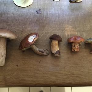 Bay Bolete