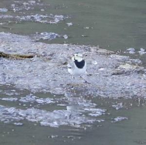 White Wagtail