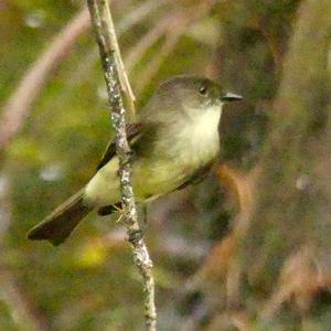 Eastern Phoebe