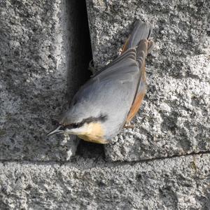 Wood Nuthatch