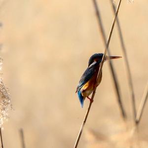 Common Kingfisher