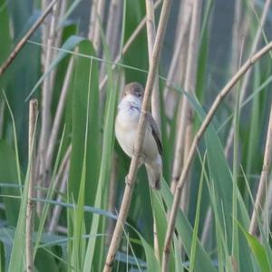 Eurasian Reed-warbler