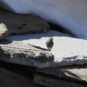 Black Redstart