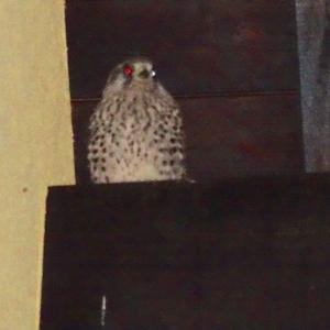 Common Kestrel