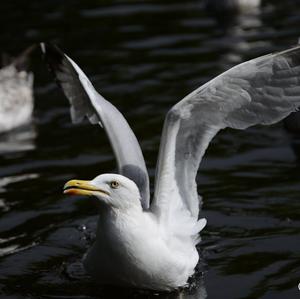 Herring Gull