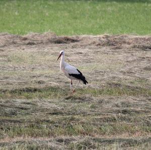 White Stork