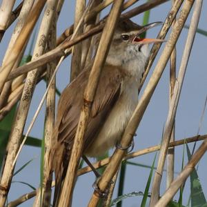 Great Reed-warbler