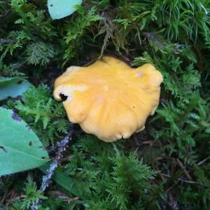 Chanterelle, Common