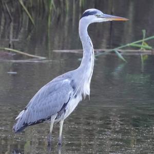 Grey Heron