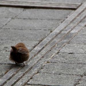 Winter Wren