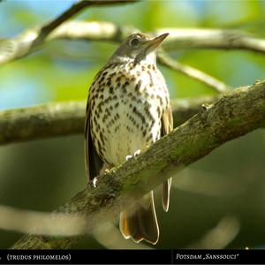 Song Thrush