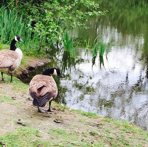 Canada Goose