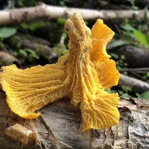 Chanterelle, Common