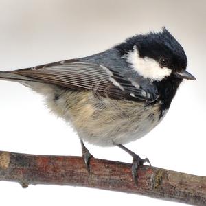 Coal Tit