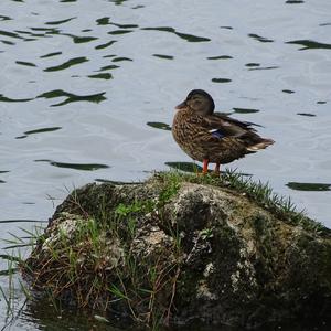 Mallard