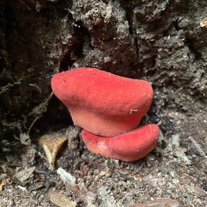 Beefsteak Polypore