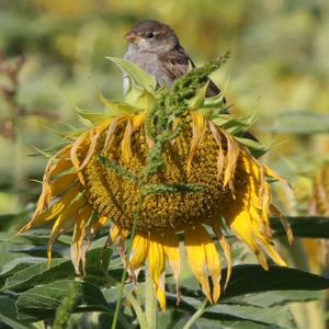 House Sparrow