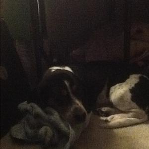 Unknown Breed