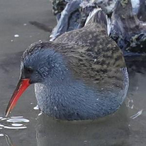 Water Rail