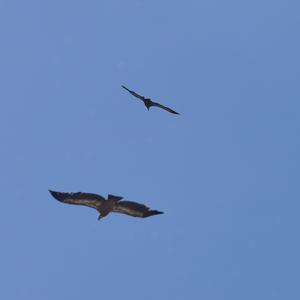 Black Kite