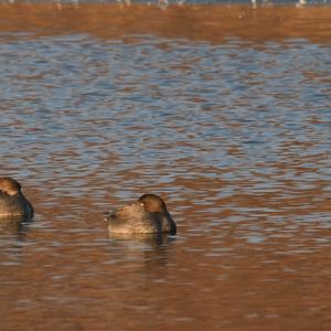 Gadwall