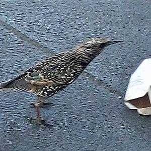 Common Starling