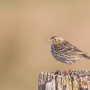 Meadow Pipit