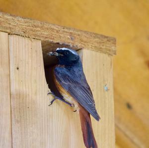 Common Redstart