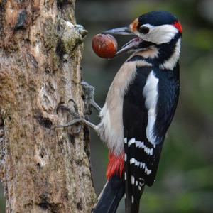 Great Spotted Woodpecker