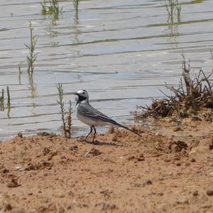 White Wagtail