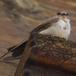 Eurasian Crag-martin