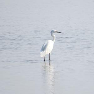 Little Egret