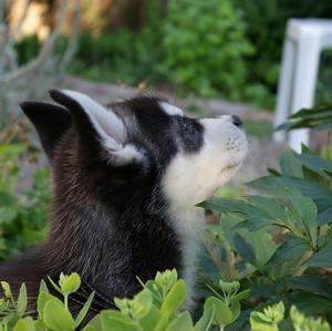 Siberian Husky