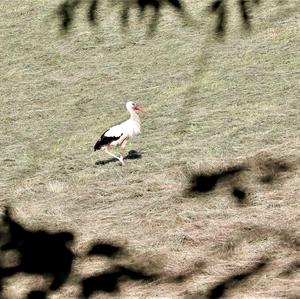 White Stork