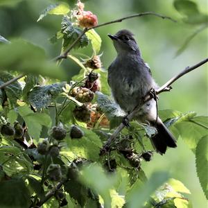 Blackcap