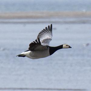 Barnacle Goose