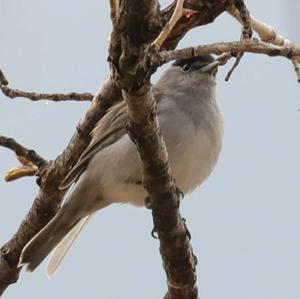 Blackcap