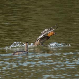 Common Pochard