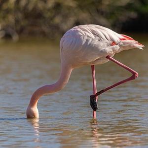 Greater Flamingo