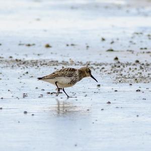 Dunlin