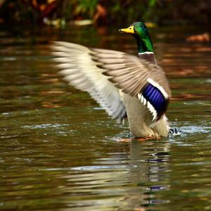 Mallard