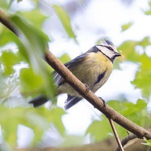 Blue Tit