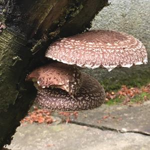 Shiitake Mushroom