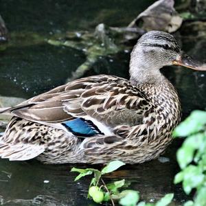 Mallard