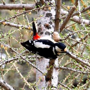 Great Spotted Woodpecker