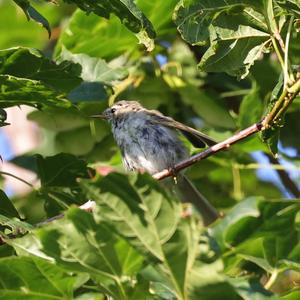 Common Chiffchaff