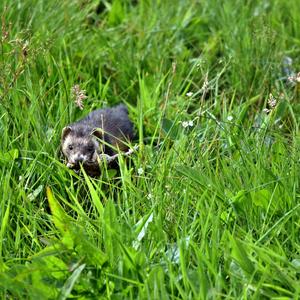 European polecat