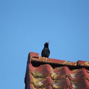 Spotless Starling